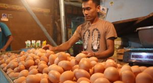 Telur dan Daging Ayam Ras Picu Inflasi
