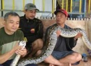 Heboh Ular Sanca Masuk Ke Rumah Warga Di Bekasi