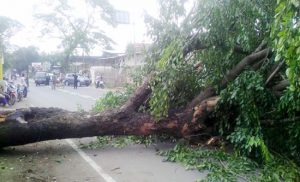 Pohon Tumbang Nyaris Makan Korban