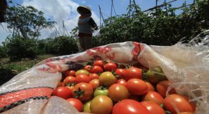 Harga Tomat Merangkak Naik
