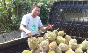 Cuaca Ekstrim, Petani Durian Terancam Gagal Panen