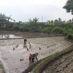BERCOCOK TANAM: Sejumlah petani saat bercocotk tanam di persawahan wilayah Kota Sukabumi.
