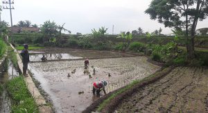 BERCOCOK TANAM: Sejumlah petani saat bercocotk tanam di persawahan wilayah Kota Sukabumi.