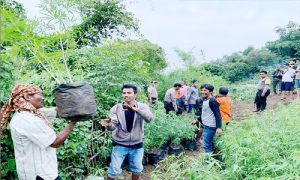 Ribuan Pohon Ganja Ditemukan di Lahan Perhutani