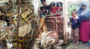 Ular Phyton Teror  Kampung Kebonpala Cibadak