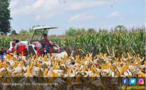 Produksi Jagung Surplus Mencapai 92.577 Ton