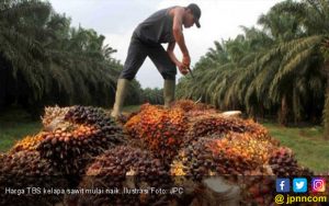 Harga Kelapa Sawit Mulai Naik