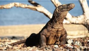 Ini Alasan Kenapa Pulau Komodo akan Ditutup Sementara