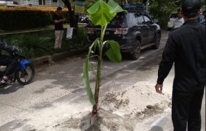 Ada Pohon Pisang di Tengah Jalan, Kunaon Nyak?