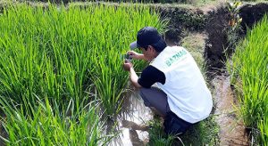 Baznas Dorong Petani Tanam Padi Organik