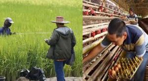 Petani Tolak Politisasi Sektor Pangan
