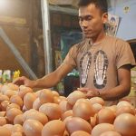 Pedagang-Telor