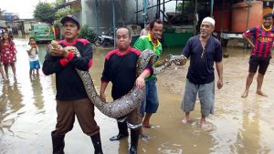 Berkeliarannya Buaya, Piton, dan Kobra di Tengah Banjir Samarinda