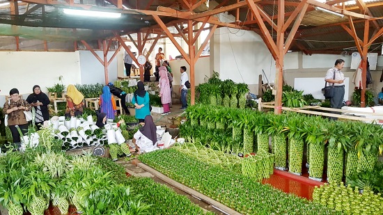  Ekspor Bambu  Hoki Asal Sukabumi Bikin Petani Untung 