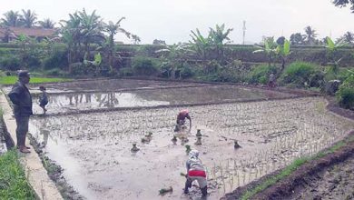 Keren Sawah Disulap Jadi Tempat Wisata Radarsukabumi Com