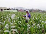 Lima Hektar Tanaman Jagung Diserang Ulat Grayak