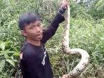BPBD Lepas Liarkan Dua Ekor Ular Piton