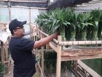 Wow! Daun Suji Sukabumi Mendunia, Dijual di Tiga Negara
