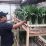 Bambu Suji Sukabumi