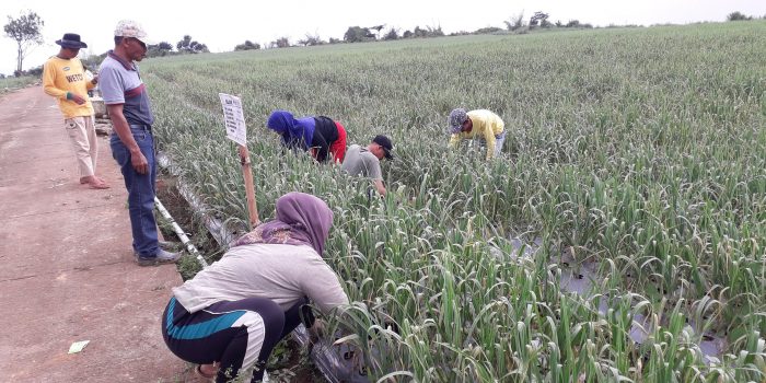 Tujuh Hektare Tanaman Bawang Putih Diserang Hama