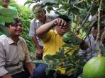 Bupati Sukabumi Petik Perdana Alpukat Miki, Model Demplot Menguntungkan Petani