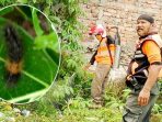 Teror Ulat Bulu, Aktifitas Warga Nyomplong Terganggu