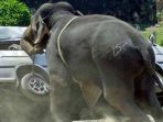 Babinsa Ogan Tewas Terinjak, Gegara Usir Gajah Liar