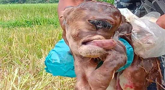 Sapi Bermata Satu Lahir, Bikin Geger Warga Aceh