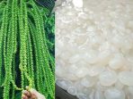 Harga Kolang Kaling Naik