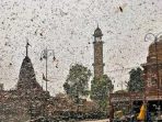 India Diserang Belalang Penghancur, Pemandangan Mengerikan