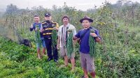 Jaga Ketersediaan Pangan, Polsek Cibadak Bina Poktan