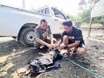 Buaya Sungai Cimandiri Ditangkap Warga