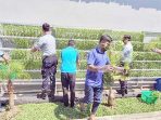 New Normal, Lapas Nyomplong Kembali Bertani Hidroponik
