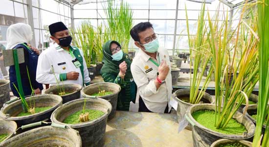 Uu Ruzhanul Minta Petani Jangan Jual Lahan Sawah, Ingin Bentuk Santri Tani