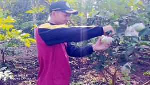 Ekspor Jambu Kristal Dihentikan, Terdampak Covid 19
