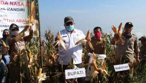 Panen Raya Jagung Hibrida NASA 29, Bupati Sukabumi Ajak Anak Muda Kembangkan Sektor Pertanian