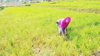 9.692 hektare Sawah Beralih Fungsi, Distan Kabupaten Sukabumi Lakukan Percepatan Tanam Padi