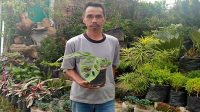 Janda Bolong Merambah Kota Sukabumi ?