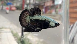 Ikan Cupang Jadi Primadona