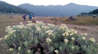 Balai Besar Taman Nasional Gunung Gede Pangrango memperpanjang penutupan pendakian sampai 14 April 2024, karena cuaca ekstrem yang diperkirakan masih berlangsung hingga bulan depan