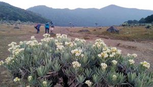 Penutupan Gunung Gede Pangrango Diperpanjang Hingga 14 April