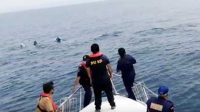 Kemunculan Lumba-lumba di Pantai Selatan Sukabumi Bikin Penasaran
