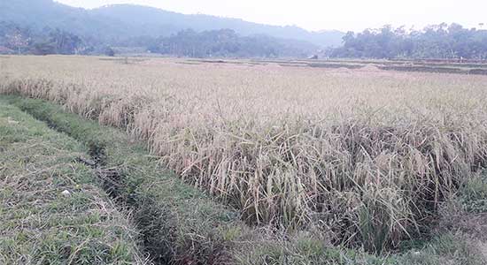 Sukabumi-Kemarau
