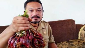 Distan Kabupaten Sukabumi Kembangkan Bawang Dayak, Tanaman Herbal Kaya  Khasiat