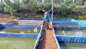 Budidaya Kutu Air Menggiurkan
