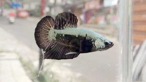 Di Masa Pandemi, Budi Daya Ikan Cupang Jadi Solusi