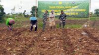 Tingkatkan Ketahanan Pangan, Kondim 0607 Tanam Jagung Manis