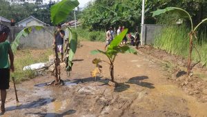 Warga Perum Griya Valley Tanam Pisang Dijalanan