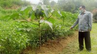 Agrowisata Bukit Cigedud Curi Perhatian Warga