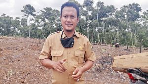 Hama Blast Serang 200 Hektare Lahan Pertanian Waluran